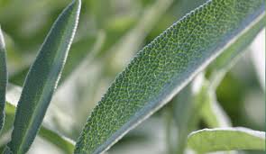 Attēlu rezultāti vaicājumam “Salvia officinalis leaf”