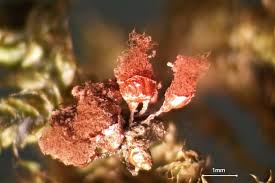 Attēlu rezultāti vaicājumam “Arcyria affinis”