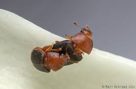 Attēlu rezultāti vaicājumam “Nitidulidae”