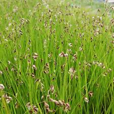 Attēlu rezultāti vaicājumam “Melica nutans”