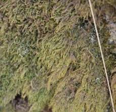 Attēlu rezultāti vaicājumam “Hypnum cupressiforme var. filiforme”