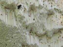 Attēlu rezultāti vaicājumam “Perenniporia medulla-panis”