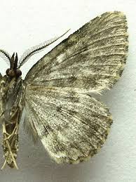 Attēlu rezultāti vaicājumam “Parascotia fuliginaria”