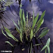 Attēlu rezultāti vaicājumam “Alisma lanceolatum”