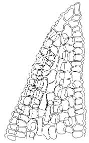 Attēlu rezultāti vaicājumam “Hymenostylium recurvirostrum”