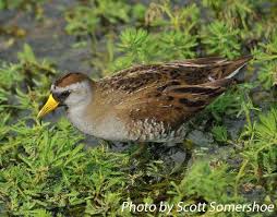 Image result for Porzana carolina