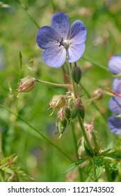 Attēlu rezultāti vaicājumam “Geranium pratense bud”