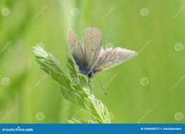 Attēlu rezultāti vaicājumam “Cyaniris semiargus female”