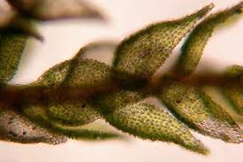 Attēlu rezultāti vaicājumam “Thuidium”