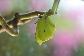 Attēlu rezultāti vaicājumam “Gonepteryx rhamni male”