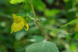 Attēlu rezultāti vaicājumam “Impatiens noli-tangere leaf”