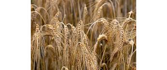 Image result for Secale cereale