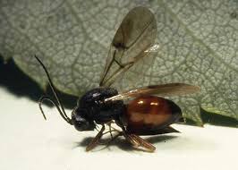 Attēlu rezultāti vaicājumam “Diplolepis rosae”