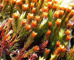Attēlu rezultāti vaicājumam “Polytrichum strictum”