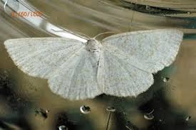 Attēlu rezultāti vaicājumam “Cabera exanthemata”