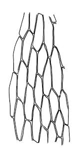 Attēlu rezultāti vaicājumam “Bryum rubens”