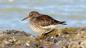 Attēlu rezultāti vaicājumam “Calidris maritima”