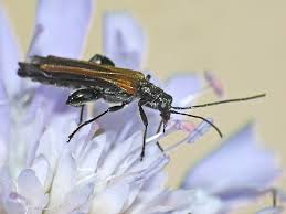 Attēlu rezultāti vaicājumam “Oedemera femorata”