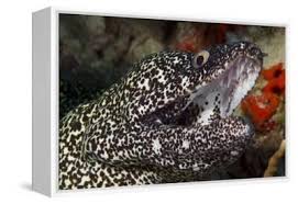 Image result for Gymnothorax moringa