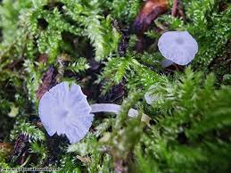 Attēlu rezultāti vaicājumam “Delicatula integrella”