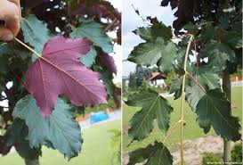Attēlu rezultāti vaicājumam “Acer pseudoplatanus fo. purpurascens”