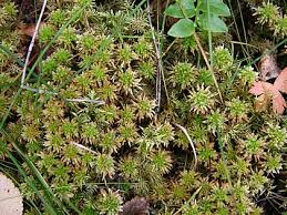 Attēlu rezultāti vaicājumam “Sphagnum centrale sporophyte”