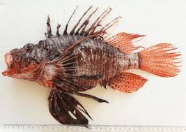 Image result for Pterois volitans