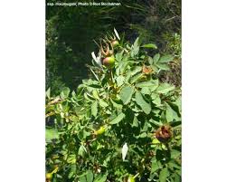Attēlu rezultāti vaicājumam “Rhynchospora alba fruit”