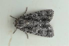 Attēlu rezultāti vaicājumam “Acronicta rumicis imago”