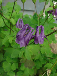 Attēlu rezultāti vaicājumam “Aquilegia vulgaris leaf”