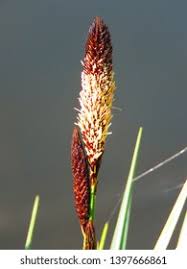 Attēlu rezultāti vaicājumam “Carex acutiformis flower”