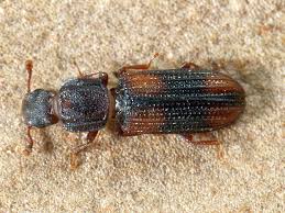 Attēlu rezultāti vaicājumam “Bitoma crenata imago”