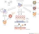 Figure 4 : The role of histamine H: 1: and H: 4: receptors in ...