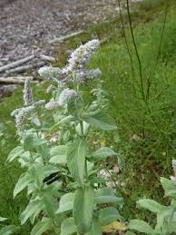 Attēlu rezultāti vaicājumam “Mentha longifolia”