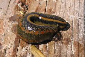 Attēlu rezultāti vaicājumam “Hirudinea”