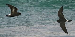 Image result for Oceanodroma monorhis