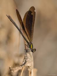 Attēlu rezultāti vaicājumam “Calopteryx virgo female”