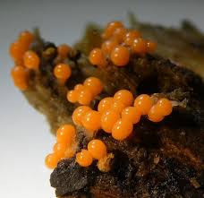 Attēlu rezultāti vaicājumam “Trichia varia spores”