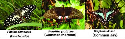 Attēlu rezultāti vaicājumam “Papilionidae”