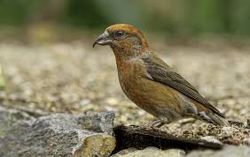 Attēlu rezultāti vaicājumam “Fringillidae”