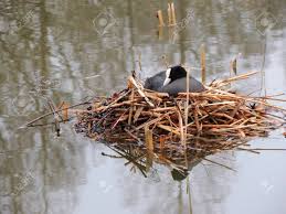 Attēlu rezultāti vaicājumam “Fulica atra eggs”