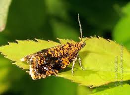Attēlu rezultāti vaicājumam “Celypha siderana”