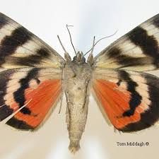 Attēlu rezultāti vaicājumam “Catocala pacta”