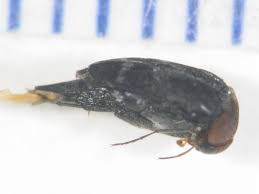 Attēlu rezultāti vaicājumam “Mordellidae”