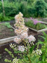 Attēlu rezultāti vaicājumam “Spiraea”