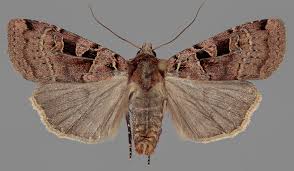 Attēlu rezultāti vaicājumam “Xestia triangulum”