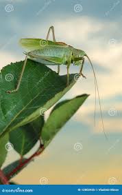 Attēlu rezultāti vaicājumam “Tettigonia cantans”