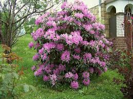 Attēlu rezultāti vaicājumam “Rhododendron catawbiense flower”