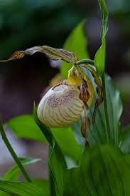 Attēlu rezultāti vaicājumam “Cypripedium calceolus leaf”