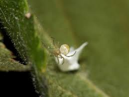 Attēlu rezultāti vaicājumam “Paidiscura pallens eggs”